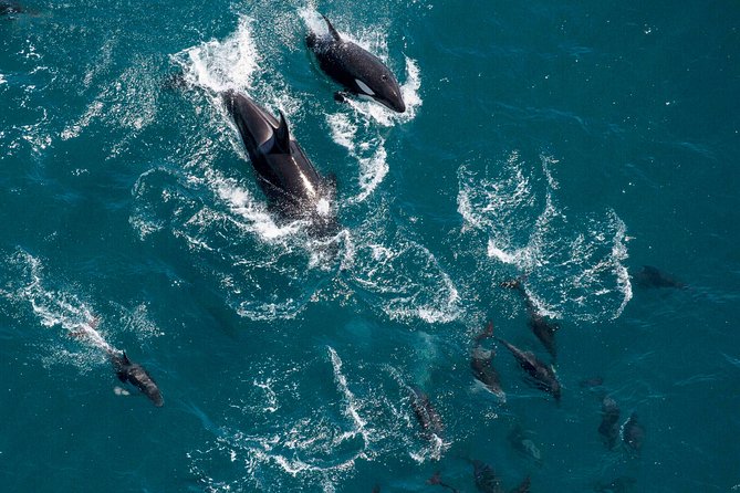 Whale Watching Flight in Kaikoura - Whale Watching Highlights