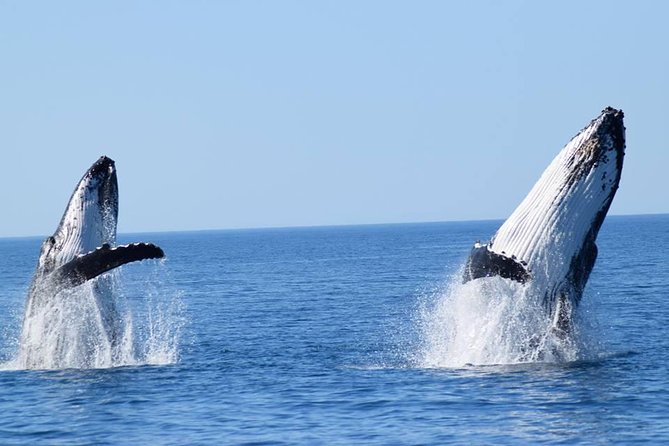 Whale Watching From Augusta in Western Australia - Meeting Point and Directions