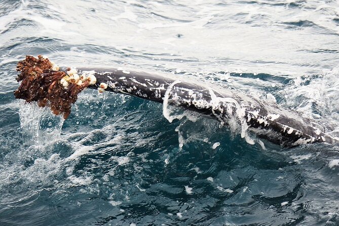 Whale Watching From Augusta in Western Australia - Preparing for the Whale Watching Experience