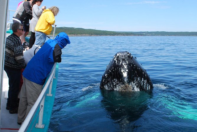 Whale Watching From Colombo - Included Amenities and Fees