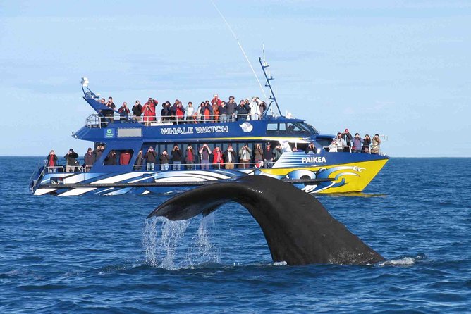 Whale Watching From Colombo - Health and Fitness Requirements