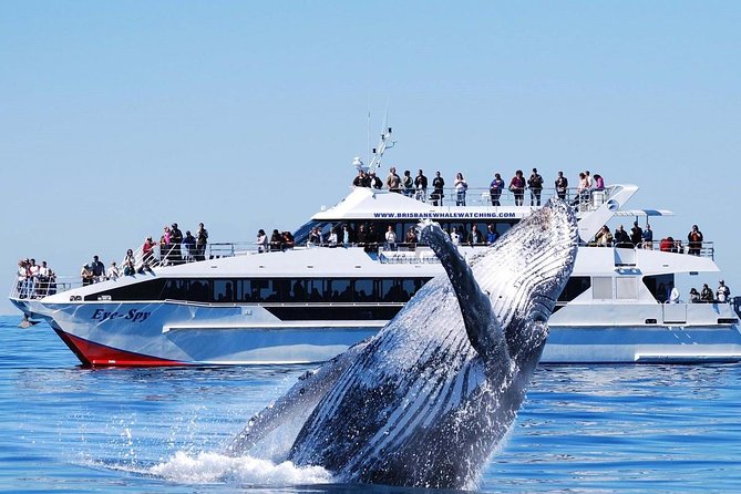 Whale Watching From Colombo - Booking Details and Policies