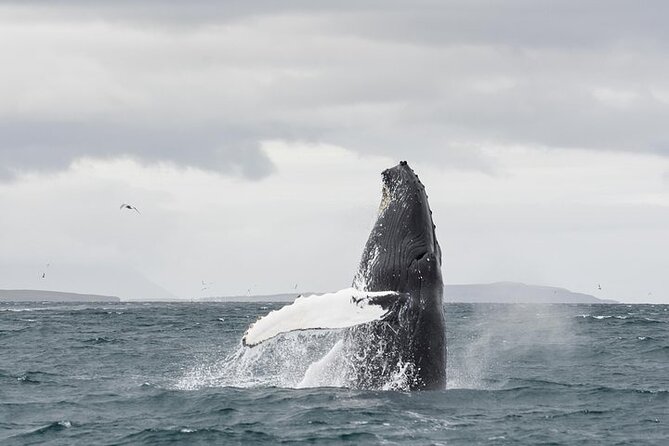 Whale Watching From Downtown Akureyri - Whale Sighting Opportunities