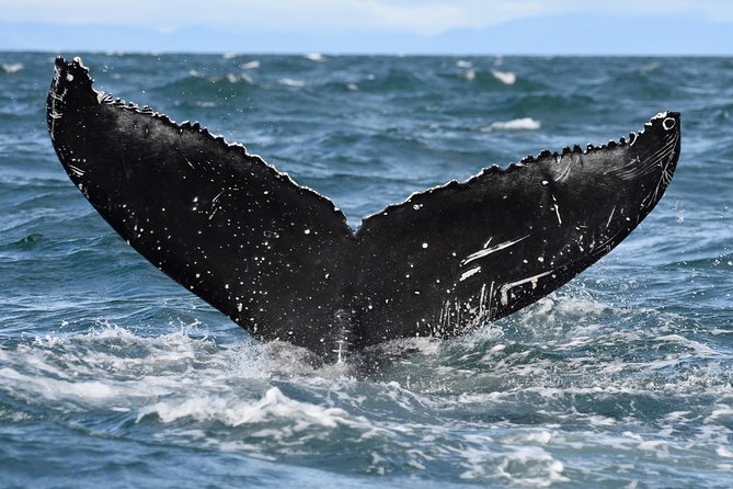 Whale Watching From Downtown Akureyri - Booking and Confirmation