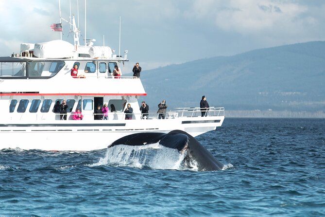 Whale Watching From Friday Harbor - Just The Basics