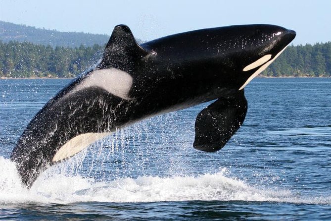 Whale Watching From Friday Harbor - Boat Comfort and Guides