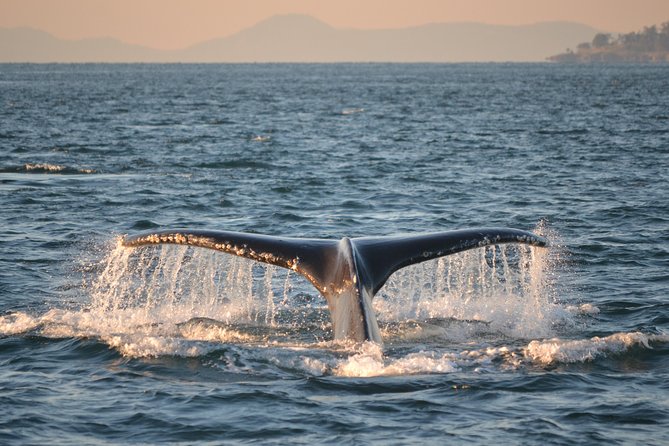 Whale Watching From Friday Harbor - Meeting Point and Directions