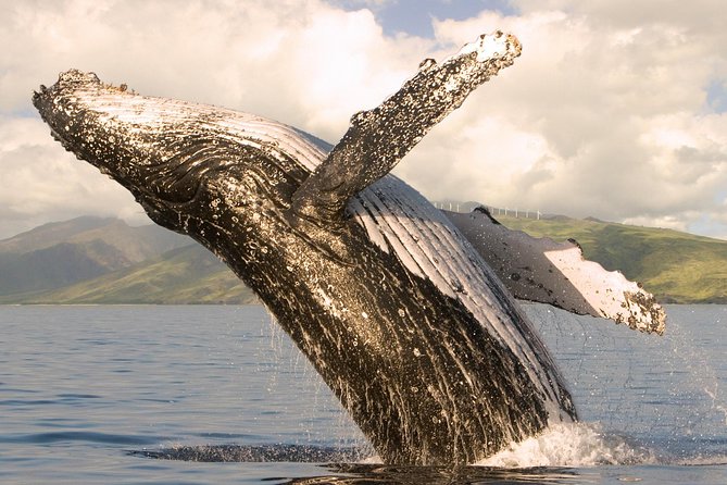 Whale Watching From Maalaea Harbor - Underwater Whale Vocalizations