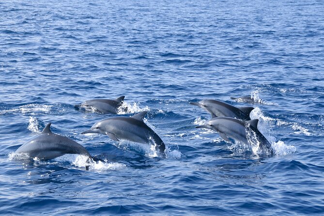 Whale Watching Galle With Pickup & Drop - Accessibility and Participation