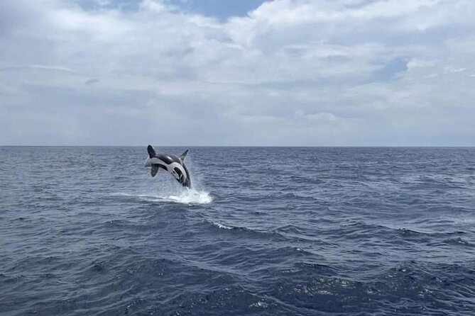 Whale Watching Galle With Pickup & Drop - Customer Feedback