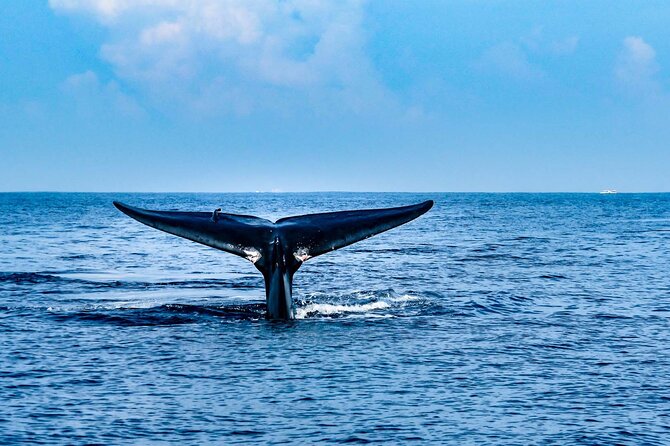 Whale Watching Galle With Pickup & Drop - Whale Sightings