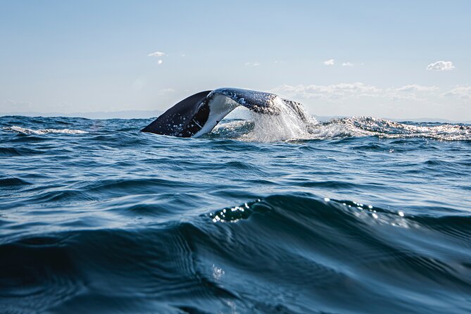 Whale Watching Gold Coast - Location and Meeting Details
