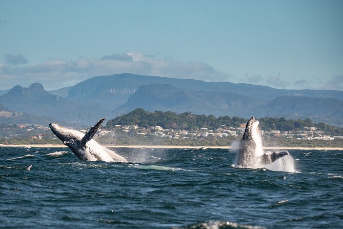 Whale Watching Gold Coast - Pricing and Cancellation Policy