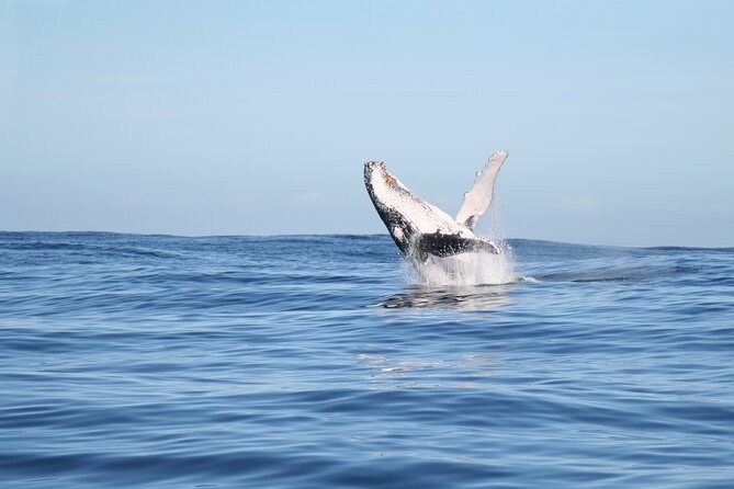 Whale Watching Gold Coast - Unique Custom-Built Vessel