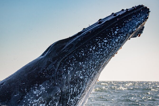 Whale Watching Gold Coast - Personalized Whale Watching Experience
