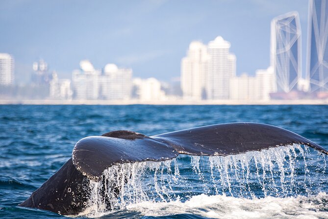 Whale Watching Gold Coast - Onboard Marine Naturalist Commentary