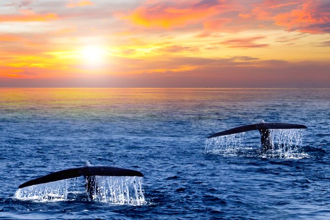 Whale Watching Group Tour in San Jose Del Cabo - Customer Reviews