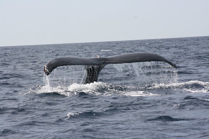Whale Watching Group Tour in San Jose Del Cabo - Whale Species Observed