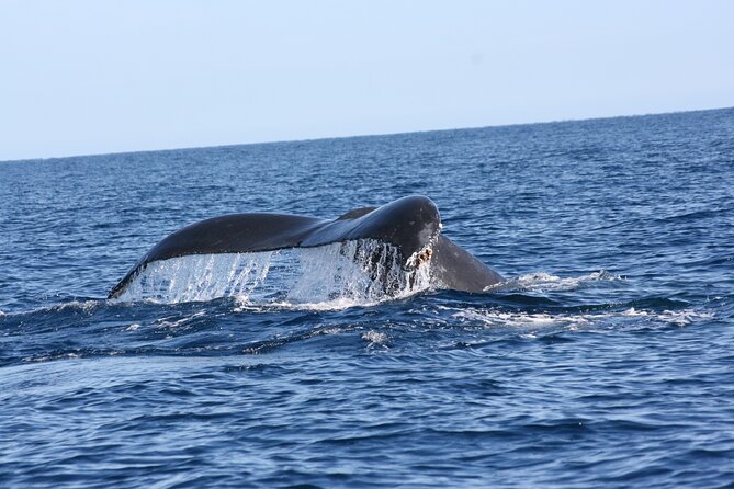 Whale Watching Group Tour in San Jose Del Cabo - Guide Expertise