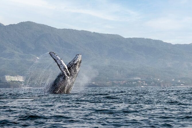 Whale Watching Guaranteed Experience in Puerto Vallarta - Meeting and Pickup Locations