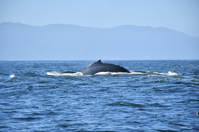 Whale Watching Guaranteed Experience in Puerto Vallarta - Health and Accessibility Guidelines