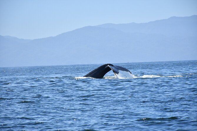 Whale Watching Guaranteed Experience in Puerto Vallarta - Customer Feedback and Highlights