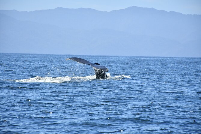 Whale Watching Guaranteed Experience in Puerto Vallarta - Humpback Whale Migration in Puerto Vallarta