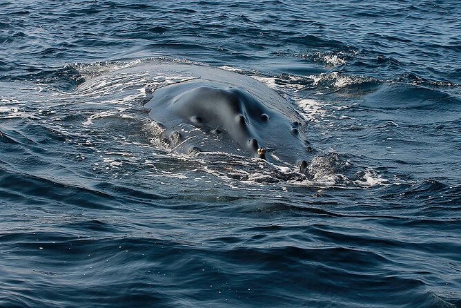 Whale Watching Guaranteed Experience in Puerto Vallarta - Tour Duration and Schedule