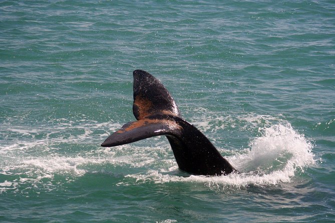 Whale Watching Hermanus - Boat Base - Commitment to Improving Experiences