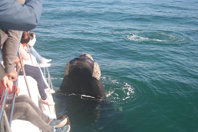 Whale Watching Hermanus - Boat Base - Sights and Highlights