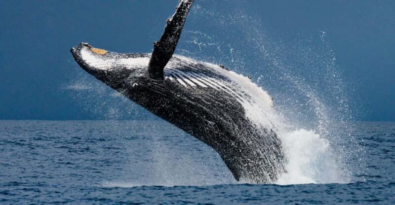 Whale Watching Hermanus Instagram, Group Tour From Cape Town - Key Points