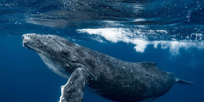 Whale Watching Hermanus Instagram, Group Tour From Cape Town - Transportation and Amenities