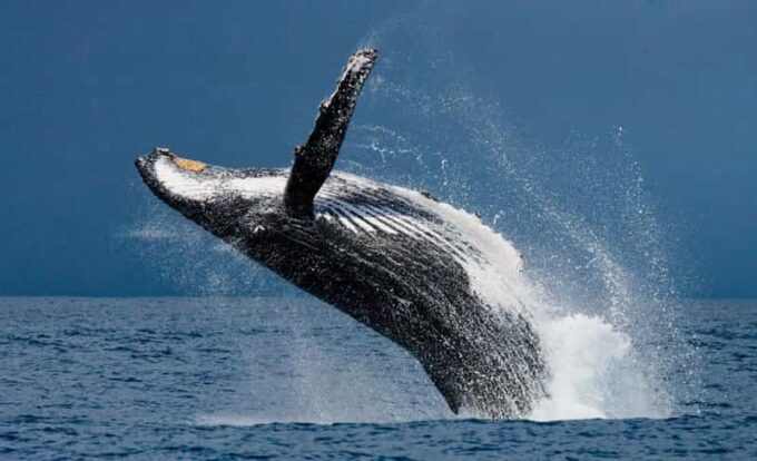 Whale Watching Hermanus Instagram, Group Tour From Cape Town - Hermanus as Whale Capital