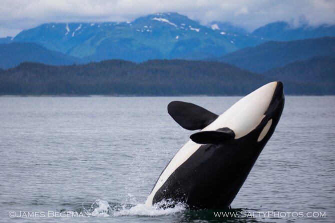 Whale-Watching, Icy Point, Hoonah , Whales, Orca, Killer-Whales. - Humpback Whales and Orcas