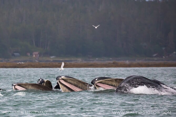 Whale-Watching, Icy Point, Hoonah , Whales, Orca, Killer-Whales. - Otters, Seals, and Eagles