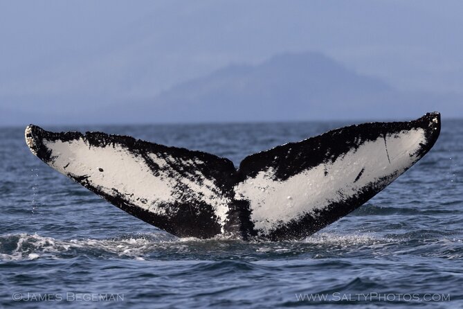 Whale-Watching, Icy Point, Hoonah , Whales, Orca, Killer-Whales. - Tour Details and Vessel