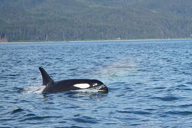 Whale-Watching, Icy Point, Hoonah , Whales, Orca, Killer-Whales. - Veteran Captains Insights