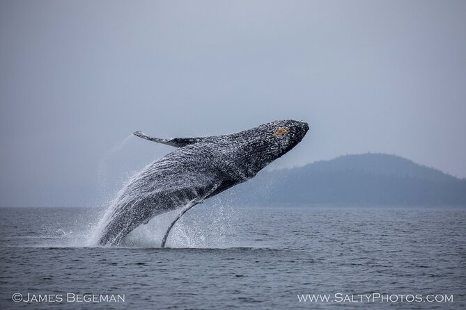 Whale-Watching, Icy Point, Hoonah , Whales, Orca, Killer-Whales. - Inclusions and Amenities