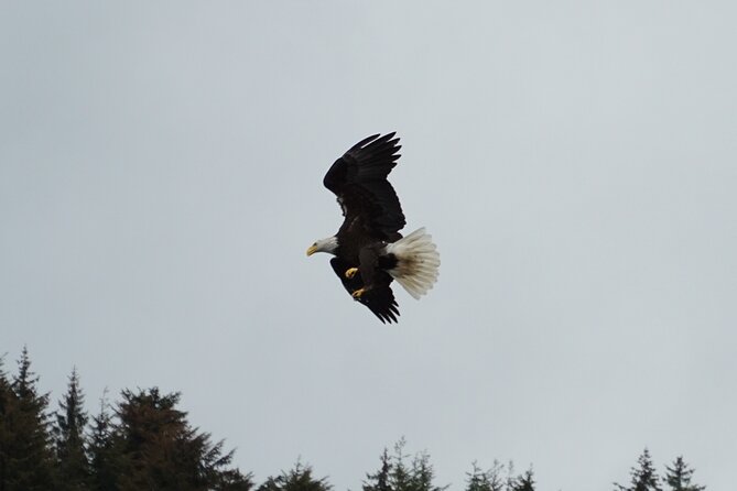 Whale-Watching, Icy Point, Hoonah , Whales, Orca, Killer-Whales. - Booking and Cancellation Policy