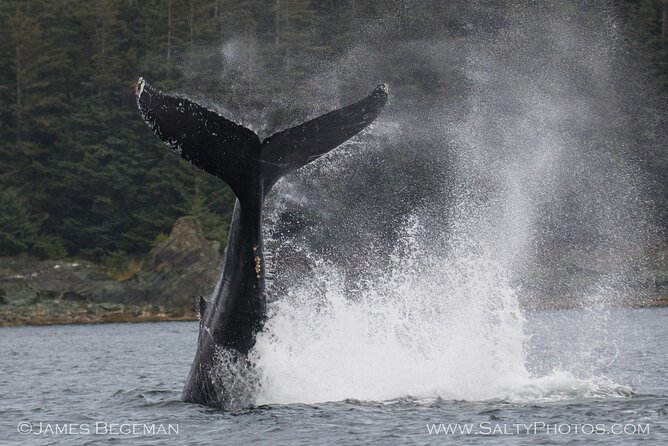 Whale-Watching, Icy Point, Hoonah , Whales, Orca, Killer-Whales. - Convenient Cruise Port Pickup