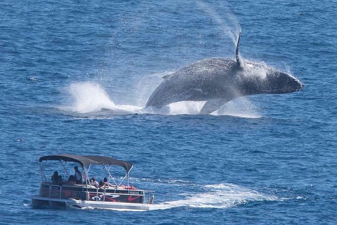 Whale Watching in Cabo San Lucas on Board Our Luxury Trimaran! - Key Points
