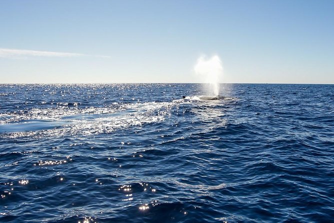 Whale Watching in Cabo San Lucas on Board Our Luxury Trimaran! - Tour Details