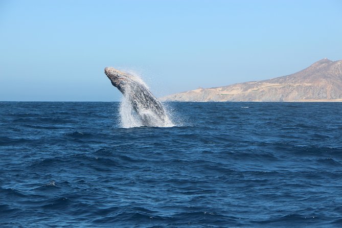 Whale Watching in Cabo San Lucas on Board Our Luxury Trimaran! - Customer Reviews and Feedback