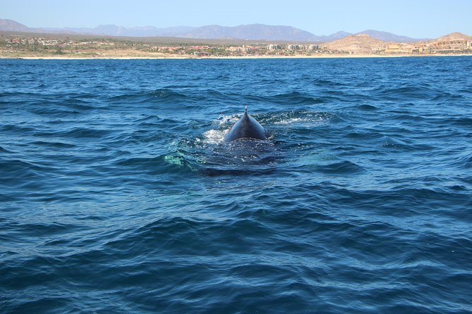 Whale Watching in Cabo San Lucas on Board Our Luxury Trimaran! - Luxury Trimaran Boat Features