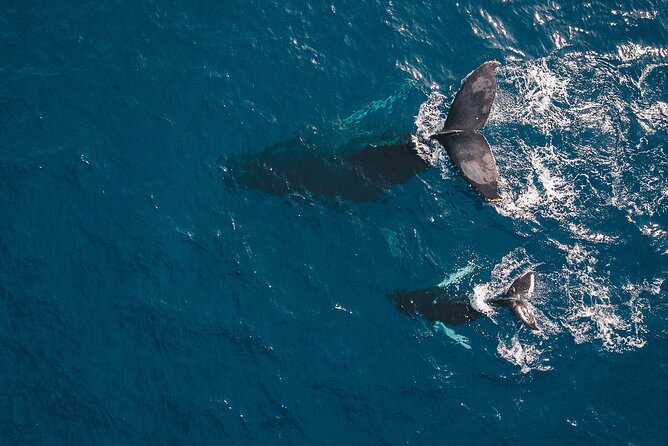 Whale Watching in Cabo San Lucas: Sightseeing Cruise and Shopping - Whale Watching Experience