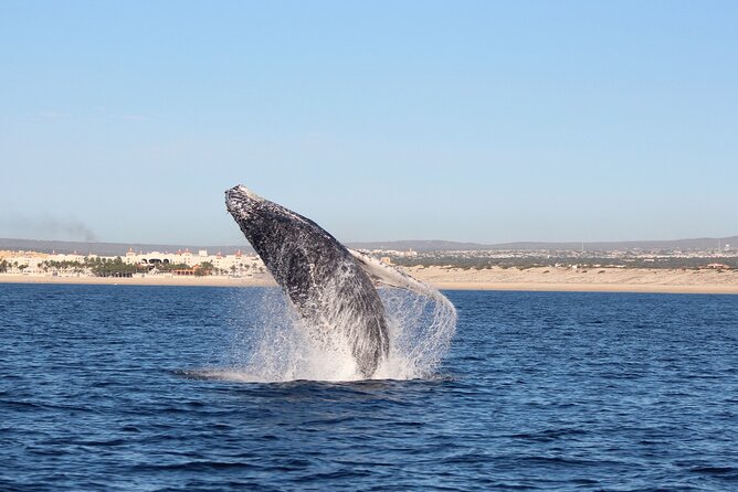 Whale Watching in Cabo San Lucas: Sightseeing Cruise and Shopping - Los Cabos Sightseeing
