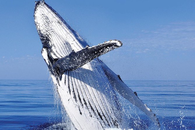 Whale Watching in Cabo San Lucas: Sightseeing Cruise and Shopping - Tour Logistics and Transportation