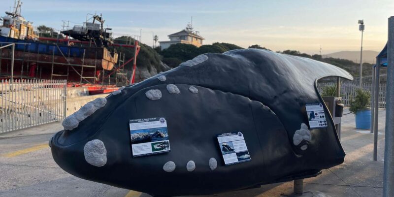 Whale Watching in Hermanus Shared Tour - Key Points