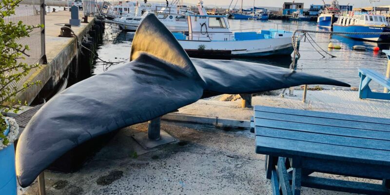 Whale Watching in Hermanus Shared Tour - Pickup and Drop-off Locations