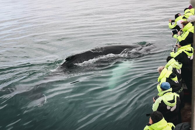 Whale Watching in Husavik - Meeting and Pickup